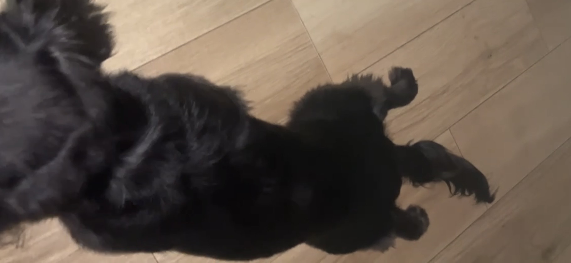 床の上で後ろ足をだらんとさせている黒い犬