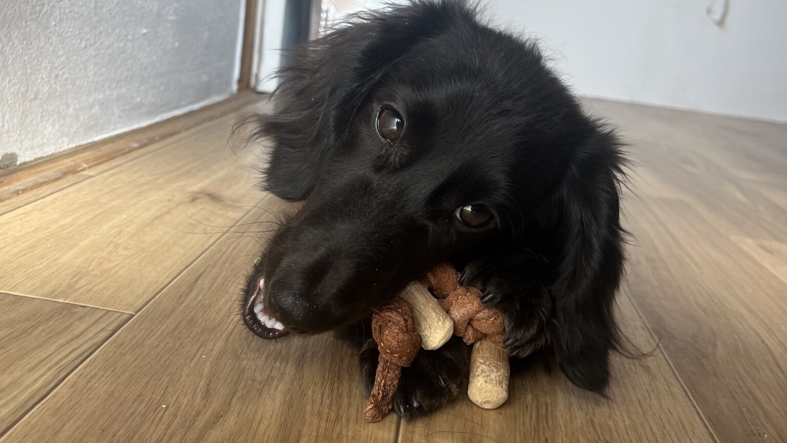 木と布のおもちゃをくわえて遊ぶ黒い犬