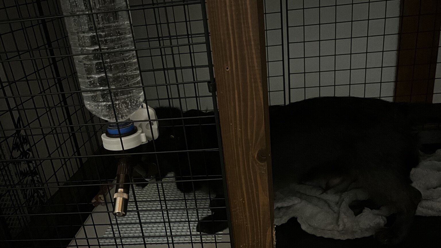 ケージに取り付けた給水ボトルを飲もうとしている犬
