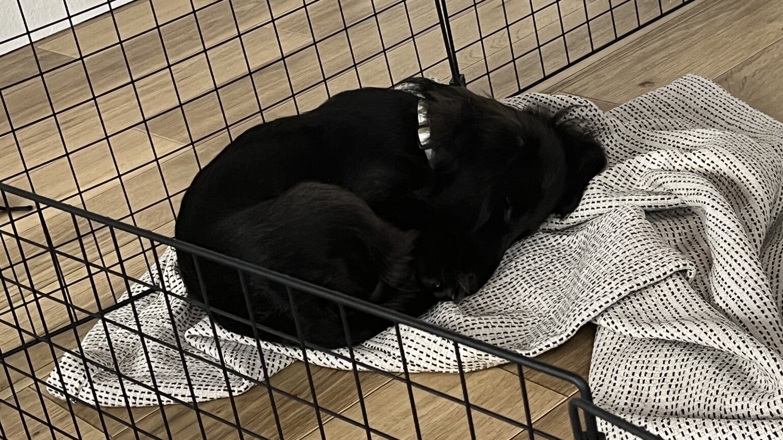ケージの中で布を掘っている黒い犬