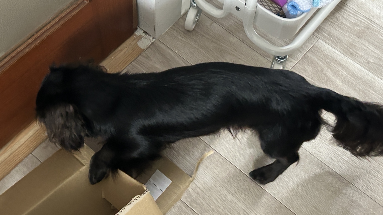 ダンボール箱に興味を示している黒い犬